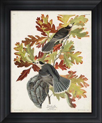 Framed Pl 107 Canada Jay Print