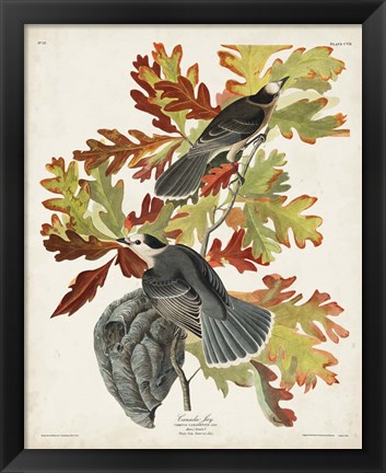 Framed Pl 107 Canada Jay Print