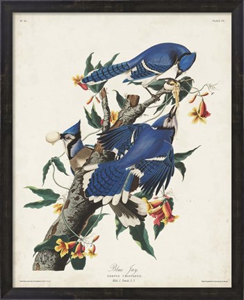 Framed Pl 102 Blue Jay Print