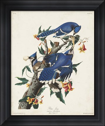 Framed Pl 102 Blue Jay Print