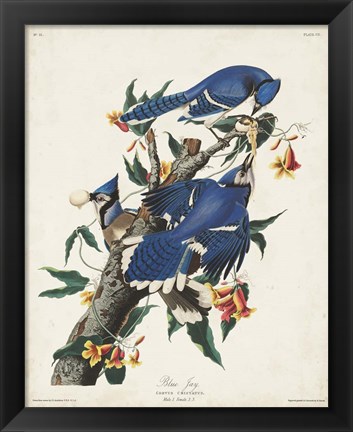 Framed Pl 102 Blue Jay Print