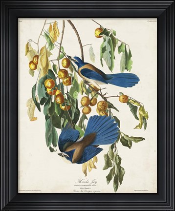 Framed Pl 87 Floriday Jay Print