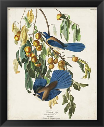 Framed Pl 87 Floriday Jay Print