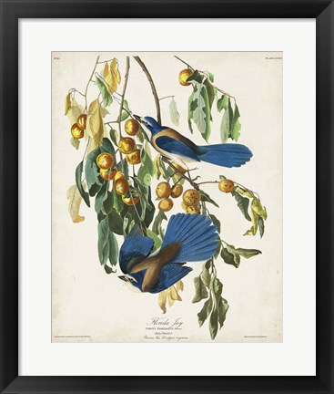 Framed Pl 87 Floriday Jay Print