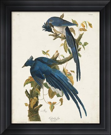 Framed Pl 96 Columbia Jay Print