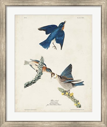 Framed Pl 113 Blue Bird Print