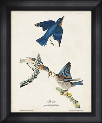 Framed Pl 113 Blue Bird Print