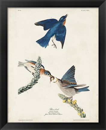 Framed Pl 113 Blue Bird Print