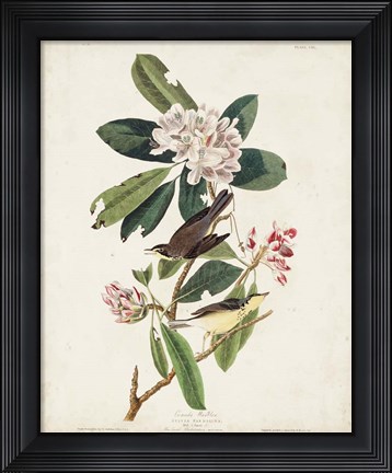 Framed Pl 103 Canada Warbler Print