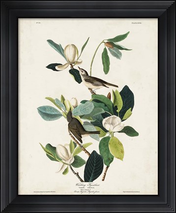 Framed Pl 118 Warbling Flycatcher Print