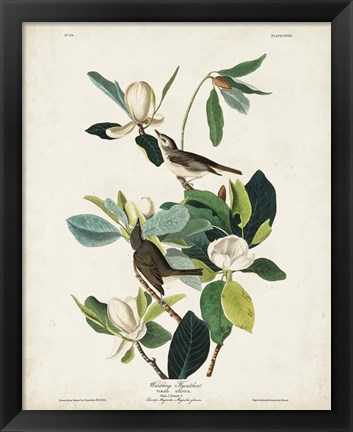 Framed Pl 118 Warbling Flycatcher Print