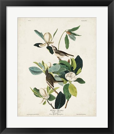 Framed Pl 118 Warbling Flycatcher Print