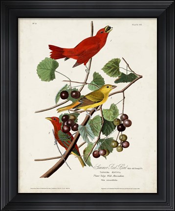 Framed Pl 44 Summer Red Bird Print