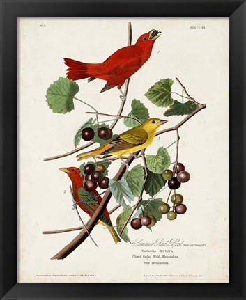 Framed Pl 44 Summer Red Bird Print