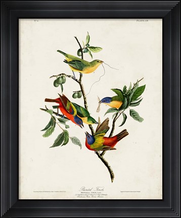 Framed Pl 53 Painted Finch Print