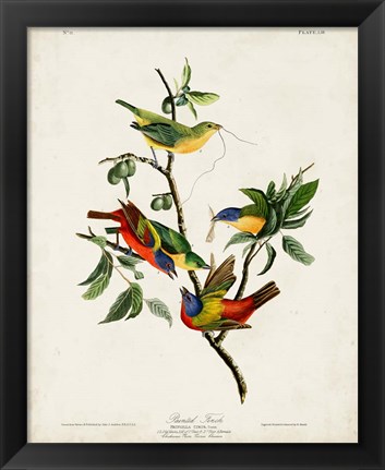 Framed Pl 53 Painted Finch Print