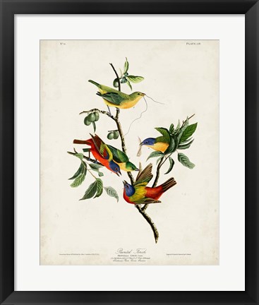 Framed Pl 53 Painted Finch Print