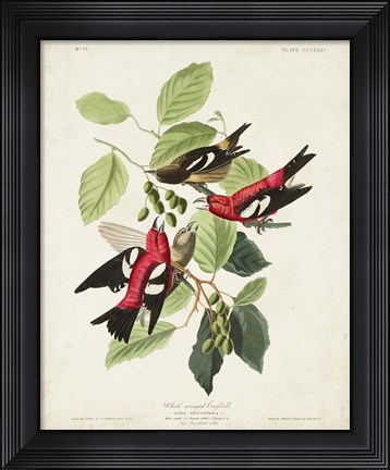 Framed Pl 364 White-winged Crossbill Print