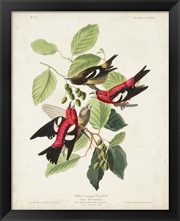 Framed Pl 364 White-winged Crossbill Print