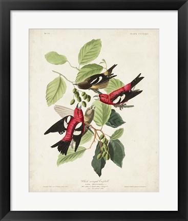 Framed Pl 364 White-winged Crossbill Print