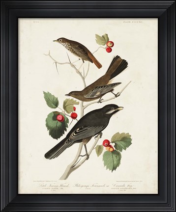 Framed Pl 419 Little Tawny Thrush Print