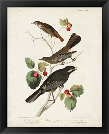 Framed Pl 419 Little Tawny Thrush Print