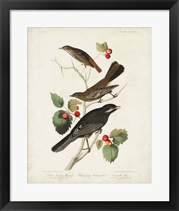 Framed Pl 419 Little Tawny Thrush Print