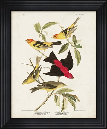 Framed Pl 354 Louisiana Tanager Print