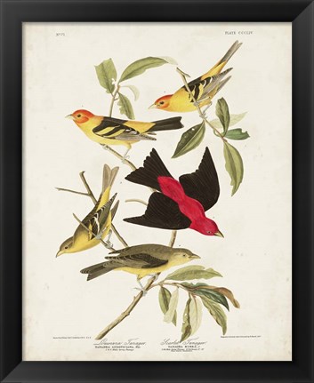 Framed Pl 354 Louisiana Tanager Print