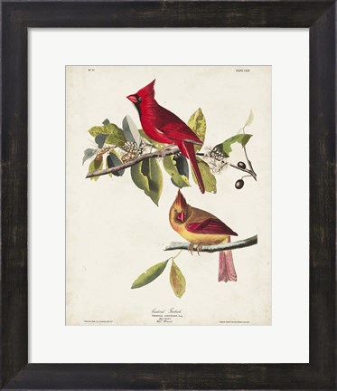 Framed Pl 158 Cardinal Grosbeak Print