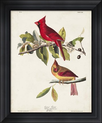 Framed Pl 158 Cardinal Grosbeak Print