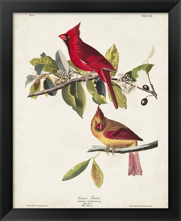 Framed Pl 158 Cardinal Grosbeak Print