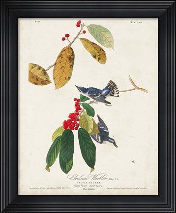 Framed Pl 48 Cerulean Warbler Print