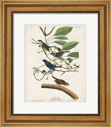 Framed Pl 74 Indigo Bird Print
