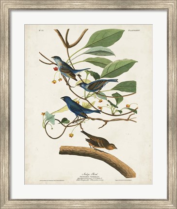 Framed Pl 74 Indigo Bird Print
