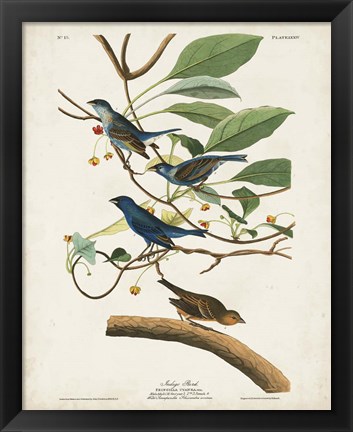 Framed Pl 74 Indigo Bird Print