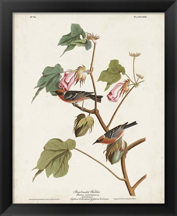 Framed Pl 69 Bay-breasted Warbler Print