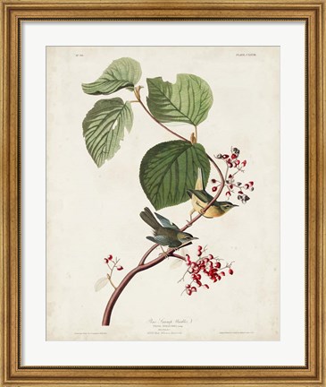 Framed Pl 148 Pine Swamp Warbler Print