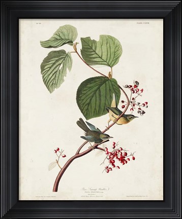 Framed Pl 148 Pine Swamp Warbler Print