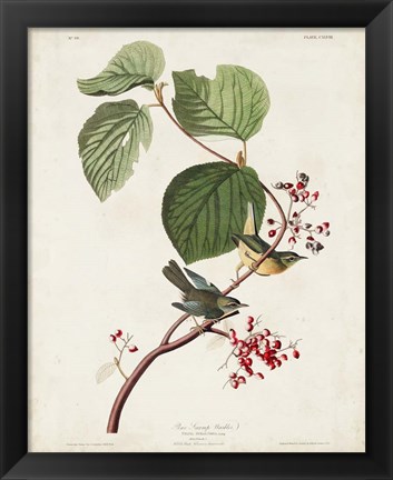 Framed Pl 148 Pine Swamp Warbler Print