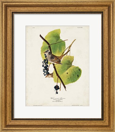 Framed Pl 114 White-crowned Sparrow Print