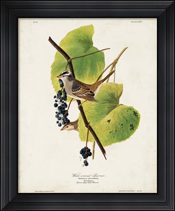 Framed Pl 114 White-crowned Sparrow Print