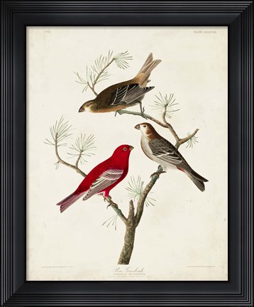 Framed Pl 358 Pine Grosbeak Print