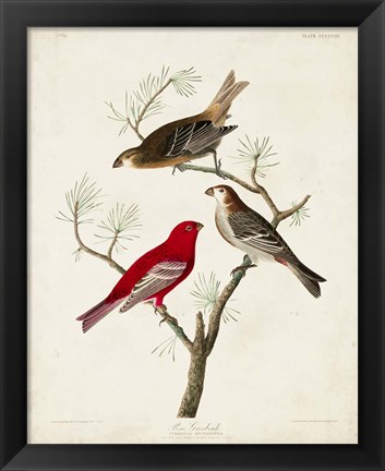 Framed Pl 358 Pine Grosbeak Print