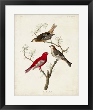 Framed Pl 358 Pine Grosbeak Print