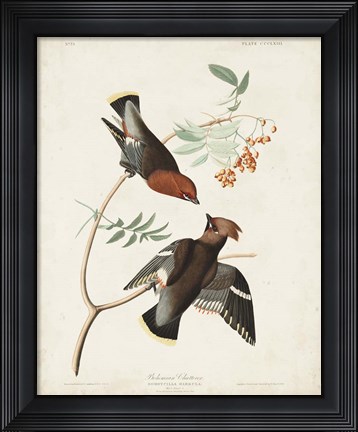 Framed Pl 363 Bohemian Chatterer Print
