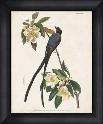 Framed Pl 168 Fork-tailed Flycatcher Print