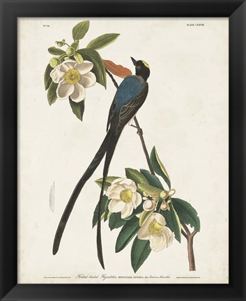 Framed Pl 168 Fork-tailed Flycatcher Print