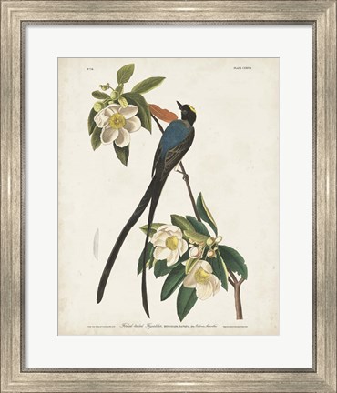Framed Pl 168 Fork-tailed Flycatcher Print