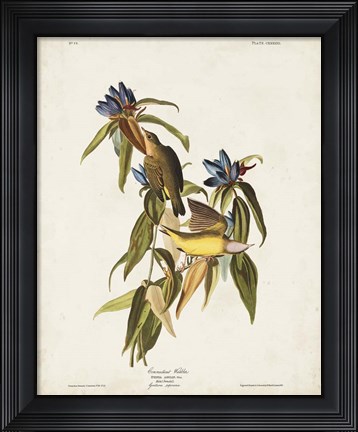 Framed Pl 138 Connecticut Warbler Print
